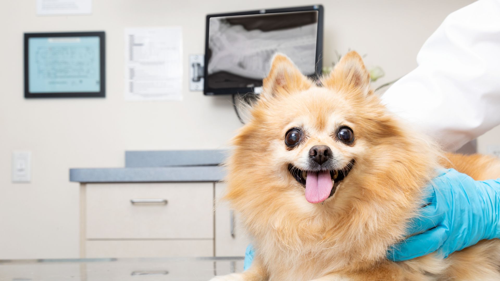 Medical Display Monitors for Veterinary Surgeries